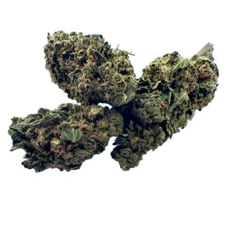 Gorilla glue